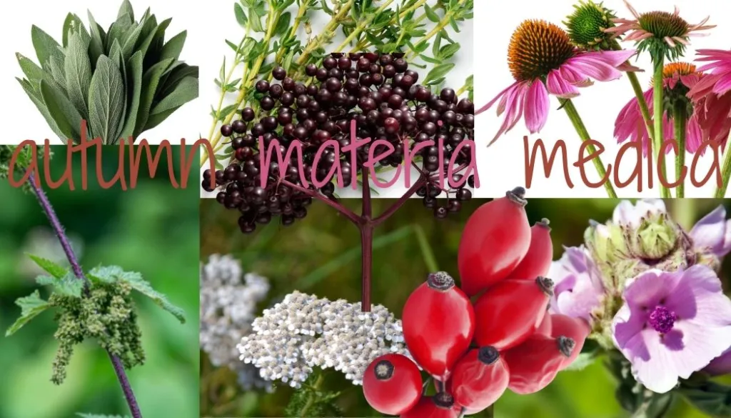 Autumn materia medica - event poster