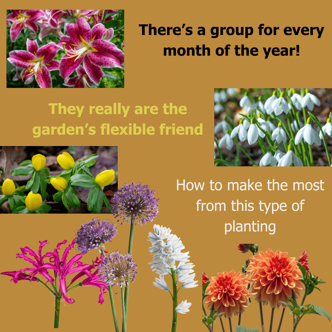 How to make the most of bulb planting