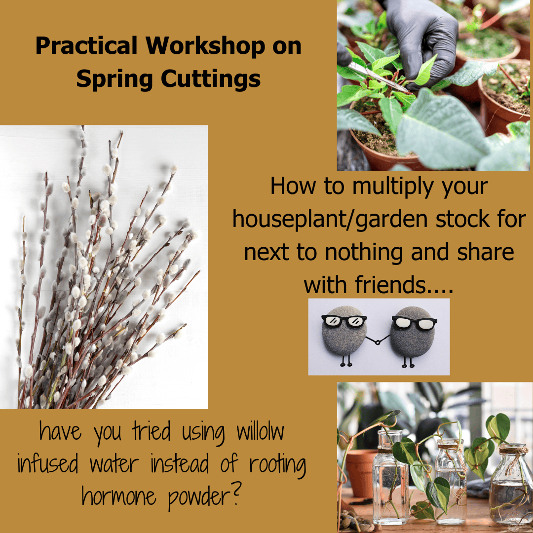 Plant cuttings in the garden