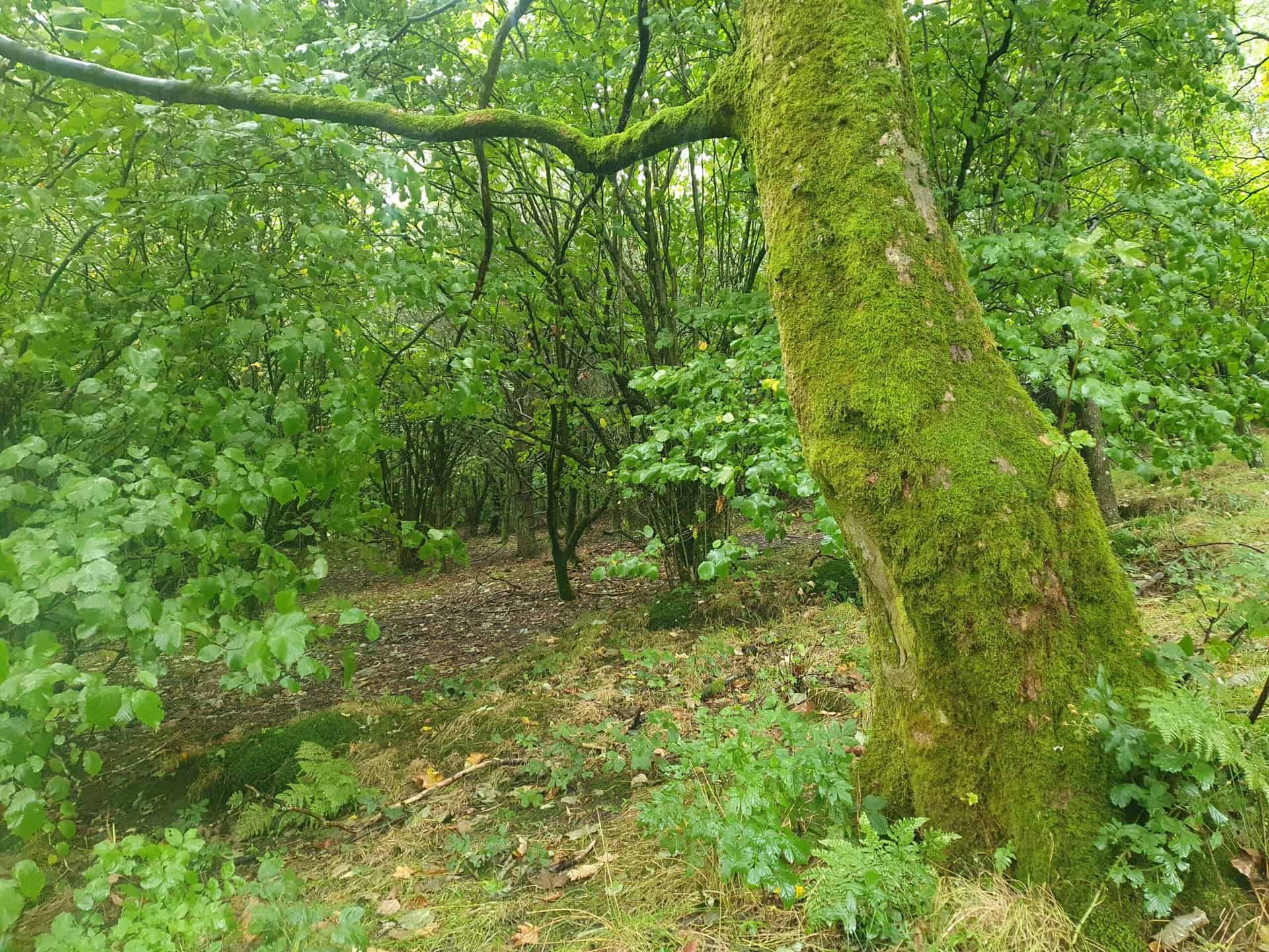 research has linked forest bathing with health benefits such as lowered depression and anxiety, weight loss and lower blood-sugar levels, improved cardiovascular metabolic health and energy